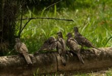 identifier reconciliation log details