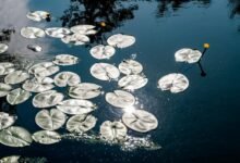 reference pool consolidation ledger