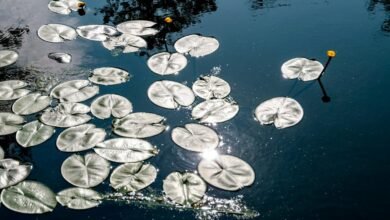 reference pool consolidation ledger