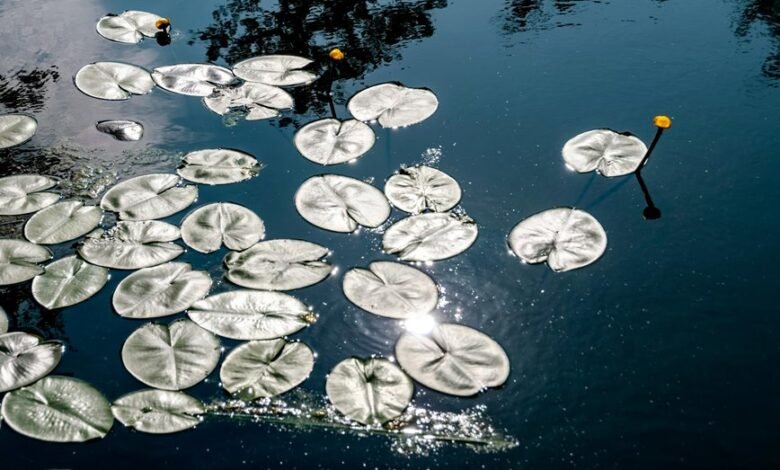 reference pool consolidation ledger