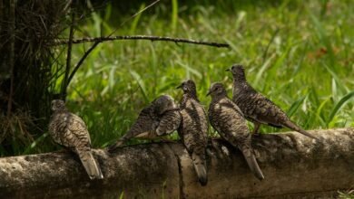 reference sequence validation log